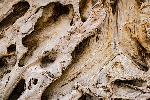 decoració de fusta de color beix, textura, fusta, arbre, tronc de l'arbre, cap gent, tronc, marc complet, naturalesa, patró, patró natural, dia, planta, primer pla, fons, material de fusta, bellesa a la natura, a l'aire lliure, aspre, tranquil·litat, marró, resum, escorça, 4K, CC0, domini públic, lliure de regalies