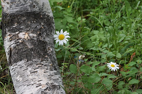 tree, flower, daisy, bloom, nature, white, outdoors, summer, plant, flowering plant, growth, freshness, tree trunk, trunk, beauty in nature, fragility, close-up, vulnerability, petal, no people, day, inflorescence, flower head, land, bark, 5K, CC0, public domain, royalty free