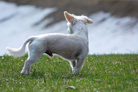 câine, alb, mic, afară, natură, canal de scurgere, roată, animal, animal de companie, hibrid, caine mic, animale tematice, intern, mamifer, animale domestice, un animal, animale de companie, iarbă, animale vertebrate, teren, camp, plantă, canin, culoare alba, nici o persoana, permanent, zi, selectiv, 2K, CC0, domeniu public, fără drepturi de autor