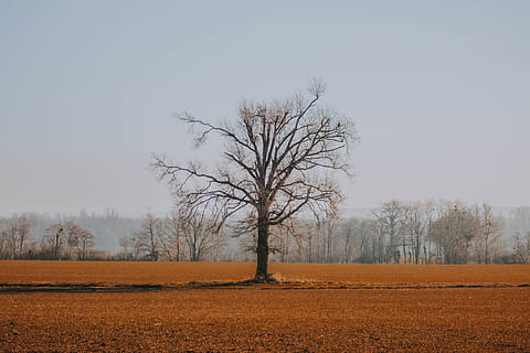 árbol sin hojas, tiempo de día, árbol, naturaleza, suelo, planta, al aire libre, campo, tronco de arbol, la carretera, pradera, bosque, polvo, papel pintado, Dom, maravilloso, naranja, hierba, paisaje, campanario, arquitectura, edificio, árbol desnudo, ambiente, tierra, cielo, tranquilidad, cielo limpio, escena tranquila, paisajes - naturaleza, belleza en la naturaleza, nadie, remoto, escena no urbana, día, rama, aislado, 4K, CC0, dominio público, libre de derechos