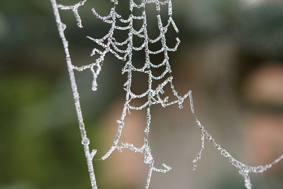 pavučina, zralý, dewdrop, zaměřit se na popředí, detail, pavoučí síť, nikdo, křehkost, Příroda, bílá barva, den, zranitelnost, voda, venku, pokles, krása v přírodě, studená teplota, dekorace, závěsný, led, rostlina, rosa, 5K