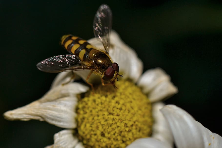 Schwebeflug, Flügel, Natur, fliegen, Nahansicht, Fluginsekt, Insekt, Tierthemen, Tier, Tierwelt, wirbellos, Tiere in freier Wildbahn, ein Tier, Blume, Gelb, Schönheit in der Natur, blühende Pflanze, Pflanze, Zerbrechlichkeit, Verletzlichkeit, Frische, Blütenblatt, Blütenkopf, keine Leute, Tierflügel, Pollen, draußen, Bestäubung, schwarzer Hintergrund, 4K