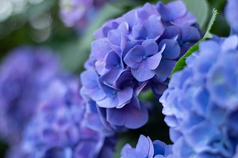 ungu, hydrangea, bunga, tanaman berbunga, kesegaran, menanam, merapatkan, keindahan di alam, kerentanan, daun bunga, kerapuhan, pertumbuhan, alam, hal berkembang, kepala bunga, tidak ada orang, fokus selektif, hari, taman, di luar rumah, musim semi, seikat bunga, taman hias, hamparan bunga, kelembutan, 5K, CC0, domain publik, bebas royalti