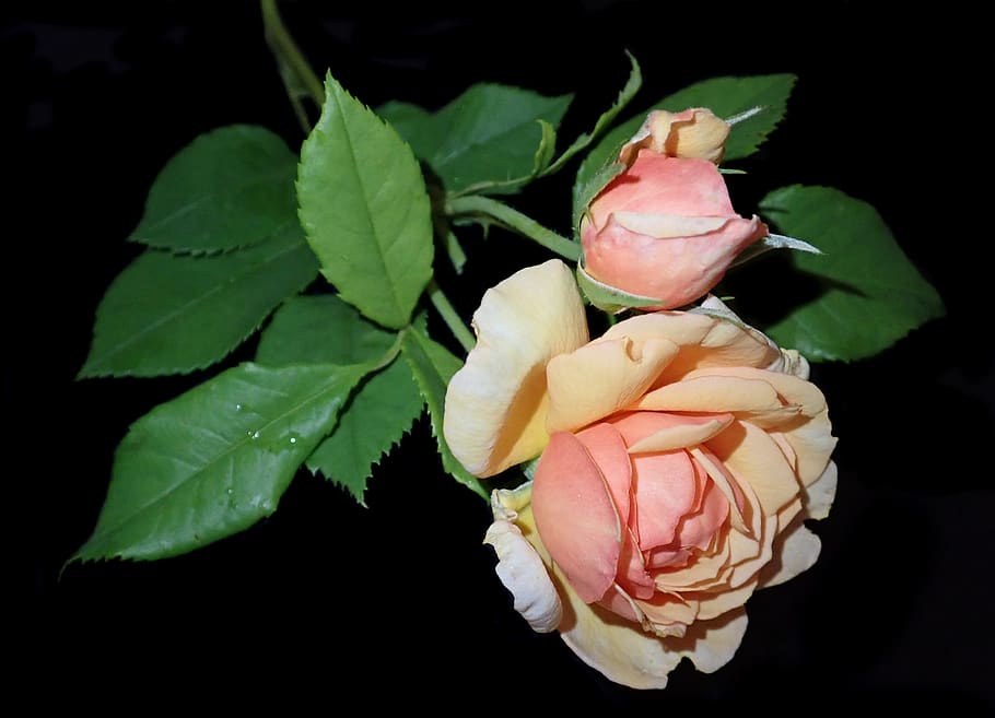 Rose, blomst, parfume, have, natur, blomstrende plante, skønhed i naturen, blad, kronblad, plante, sårbarhed, plante del, skrøbelighed, tæt på, friskhed, rosenblomst, blomsterstand, lyserød farve, blomsterhoved, vækst, studio skud, ingen mennesker, sort baggrund, udendørs, blomster arrangement, 2K