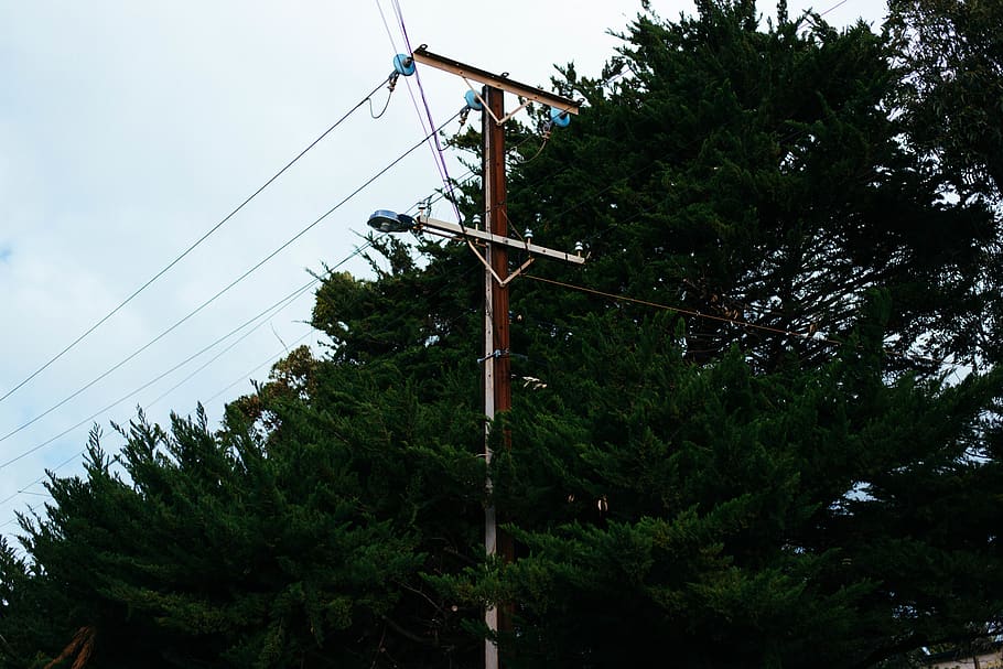 stromy, světlo, lightpost, strom, rostlina, kabel, nebe, elektřina, nízký úhel pohledu, Příroda, růst, zelená barva, nikdo, elektrické vedení, den, spojení, technologie, venku, elektřina pylon, paliva a energie, architektura, zdroj napájení, pól, telefonní linka, 5K