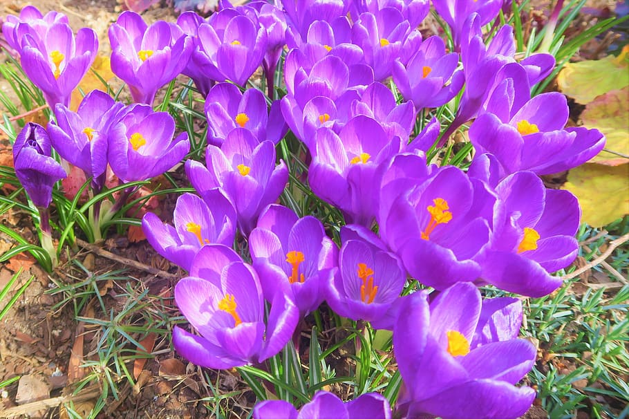 croco, primavera, fiore, Platone, natura, pianta, viola, fioritura, giardino, colore, pianta fiorita, freschezza, petalo, vulnerabilità, fragilità, bellezza nella natura, avvicinamento, crescita, campo, testa di fiore, terra, infiorescenza, giorno, iris, nessuno, polline, letto di fiori, 4K