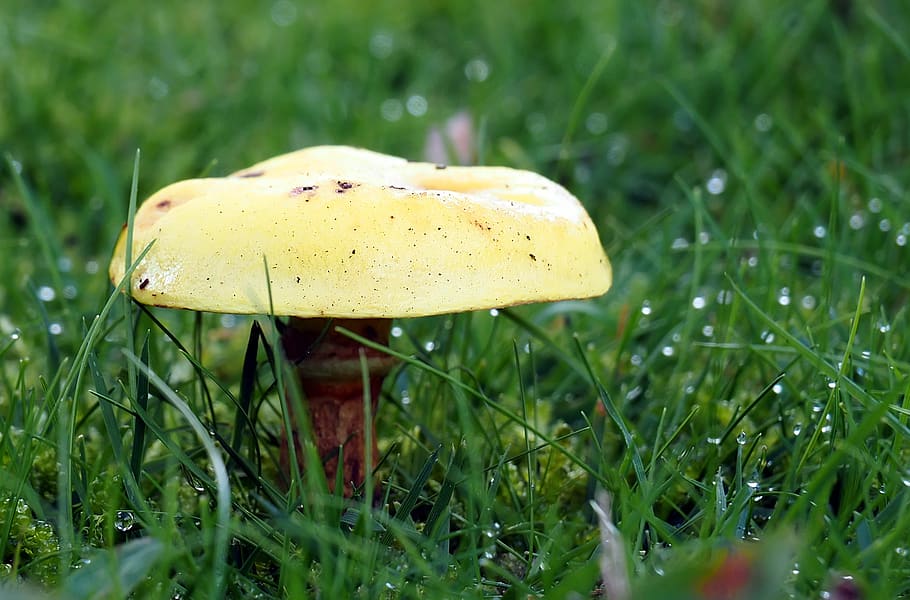 bolets, planta, fong, herba, creixement, menjar, vegetals, terra, naturalesa, color verd, camp, primer pla, dia, cap gent, groc, bellesa a la natura, toadstool, enfocament selectiu, frescor, a l'aire lliure, nivell superficial, rosada, fulla d'herba, 2K