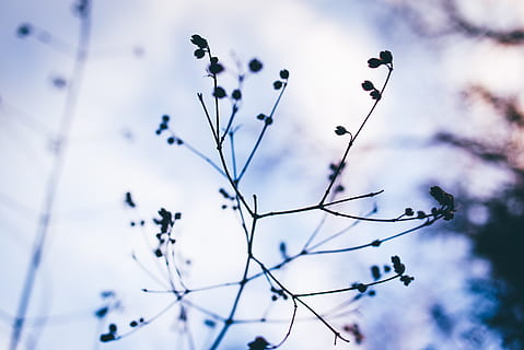 træer, grene, efterår, vinter, blomster, knopper, lav vinkel visning, himmel, plante, ingen mennesker, fokus på forgrunden, natur, dag, skønhed i naturen, vækst, ro, træ, silhuet, tæt på, sky - himmel, udendørs, selektiv fokusering, blomstrende plante, skrøbelighed, sårbarhed, blomst, 5K, CC0, offentligt domæne, royaltyfrie