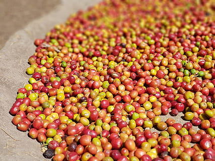 Kaffee, natürlich, wird bearbeitet, Essen und Trinken, Lebensmittel, Frische, gesundes Essen, Gemüse, Wohlbefinden, keine Leute, rot, Nahansicht, große gruppe von gegenständen, Obst, Fülle, Stillleben, Bohne, High Angle View, drinnen, selektiver Fokus, Rohkost, Tomate, mehrfarbig, vegetarisches Essen, 4K, CC0, gemeinfrei, lizenzfrei