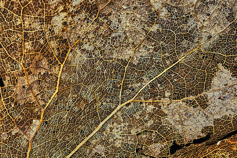 folha marrom secada, quadro completo, origens, ninguém, texturizado, fechar-se, padronizar, natureza, dia, ao ar livre, padrão natural, árvore, plantar, folha, Castanho, parte da planta, recurso de construção de parede, veia da folha, diretamente acima, rachado, seco, latido, 5K, CC0, domínio público, royalty free