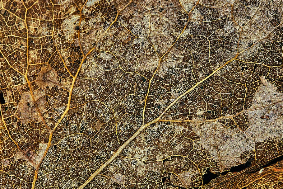 folha marrom secada, quadro completo, origens, ninguém, texturizado, fechar-se, padronizar, natureza, dia, ao ar livre, padrão natural, árvore, plantar, folha, Castanho, parte da planta, recurso de construção de parede, veia da folha, diretamente acima, rachado, seco, latido, 5K
