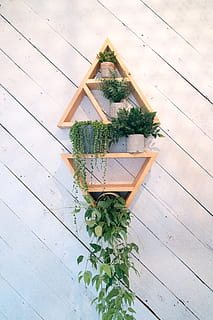 floare, structura, Etapa, grădină, fereastră, proiecta, casă, călătorie, Acasă, frunze, arhitectură, culoare, vară, seră, clădire, plantă, recipient, pătrunjel, oală, planta in ghiveci, lemn - material, creştere, Culoarea verde, vedere în unghi mare, natură, nici o persoana, parte a plantelor, în interior, zi, masa, decor, pardoseală, a închide, lemn, copac, iarbă, ghiveci, plantă de casă, parchet gresie, 8K, CC0, domeniu public, fără drepturi de autor