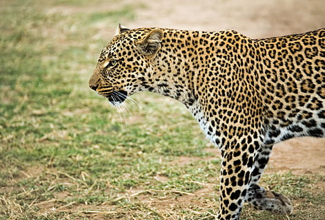 Leopard, der im Freien geht, katzenartig, Katze, große Katze, Tier, Säugetier, Tierwelt, Tierthemen, ein Tier, Tiere in freier Wildbahn, Leopard, beschmutzt, keine Leute, Safari, Seitenansicht, Jagd, undomestizierte Katze, Tiere jagen, Gras, Fokus auf den Vordergrund, Tierkopf, 5K, CC0, gemeinfrei, lizenzfrei