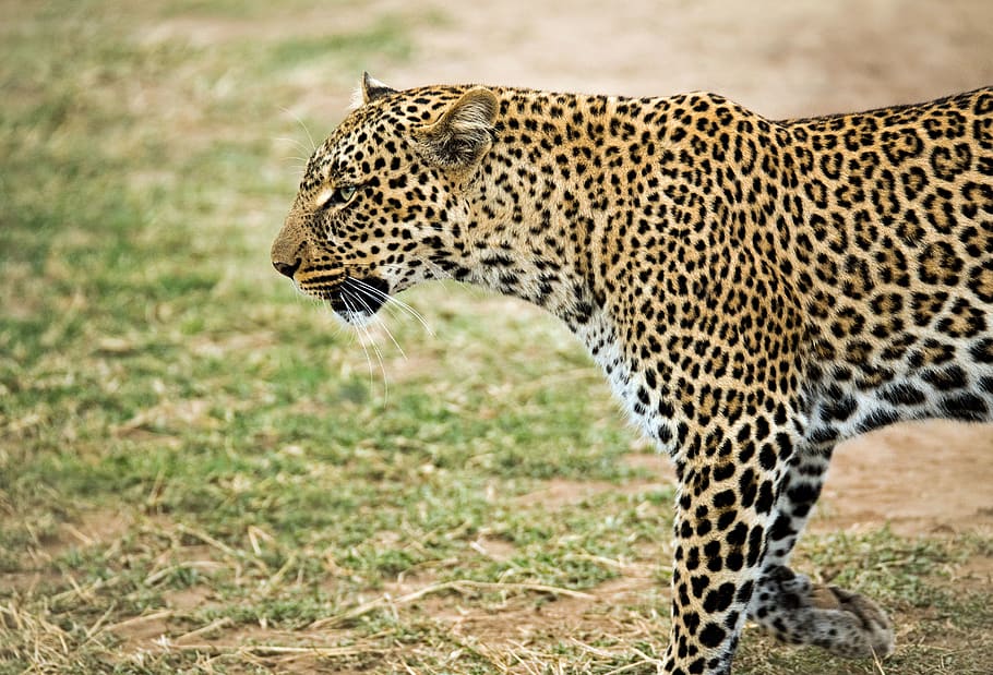 caminar lleopard a l'aire lliure, felí, gat, gat gran, animal, mamífer, fauna animal, temes d'animals, un animal, animals a la natura, lleopard, tacat, cap gent, safari, vista lateral, cacera, gat no domesticat, caça d’animals, herba, centrar-se en primer pla, cap d’animals, 5K