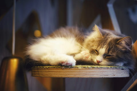 grå killing, kat, indenlandske kat, kæledyr, indenlandske, husdyr, dyre temaer, dyr, feline, sovende, pattedyr, lempelse, et dyr, lukkede øjne, indendørs, ingen mennesker, hvilende, hvirveldyr, tæt på, selektiv fokusering, bakkenbart, napping, 5K, CC0, offentligt domæne, royaltyfrie