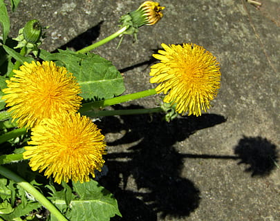 Primavera, dente de leão, fechar-se, macro, plantar, flor, Prado, flores silvestres, amarelo, flores, bühen, prado dandelion, sombra, planta com flores, vulnerabilidade, fragilidade, crescimento, beleza na natureza, frescura, natureza, cabeça de flor, inflorescência, pétala, dia, folha, ninguém, parte da planta, visão de alto ângulo, ao ar livre, pólen, 4K, CC0, domínio público, royalty free