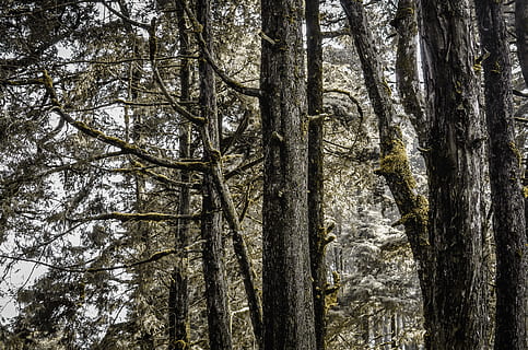 Grün, Laubbäume, tagsüber, Wald, Baum, Pflanze, Flora, Natur, Vegetation, draußen, Land, Indonesien, dieng, Waldbaum, Geäst, Waldweg, Waldlicht, Waldmoos, Baum Textur, Baumstamm, Ast, Nadelbaum, Urwald, Kofferraum, Ruhe, Wachstum, keine Leute, Schönheit in der Natur, Tag, ruhige Szene, Flachwinkelansicht, Szenen - Natur, Nicht-städtische Szene, Himmel, Bambuspflanze, Baumkrone, 4K, CC0, gemeinfrei, lizenzfrei