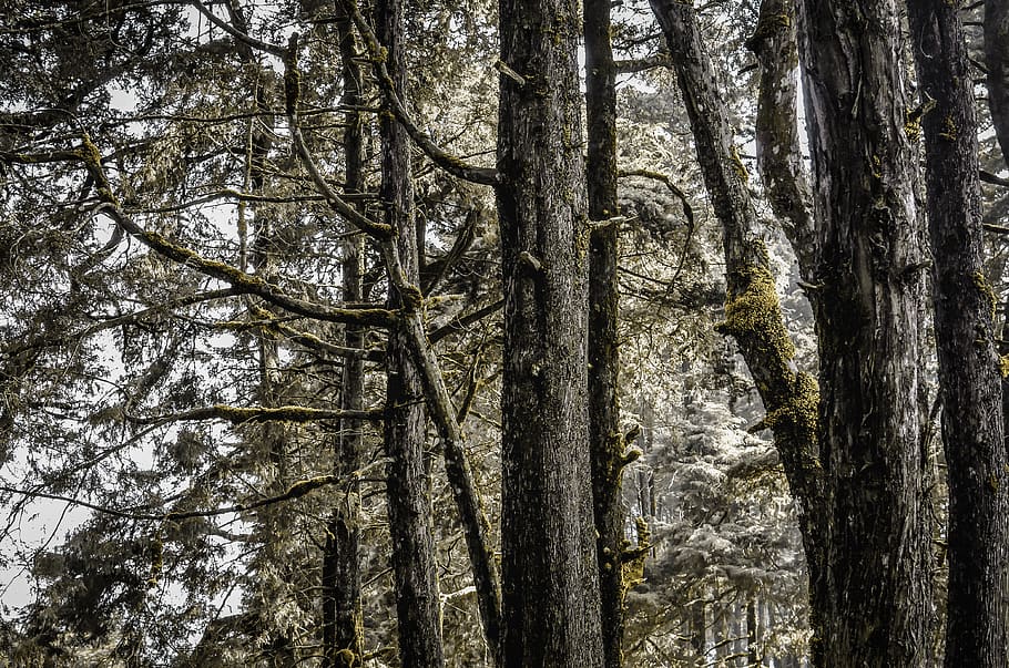 verd, arbres de fulles, durant el dia, bosc, arbre, planta, flora, naturalesa, vegetació, a l'aire lliure, terra, indonèsia, dieng, arbre forestal, branques, camí forestal, llum del bosc, molsa del bosc, textura de l'arbre, tronc de l'arbre, branca d'un arbre, conífera, jungla, tronc, tranquil·litat, creixement, cap gent, bellesa a la natura, dia, branca, escena tranquil·la, vista d’angle baix, escenics - natura, escena no urbana, cel, bambú - planta, copa de l'arbre, 4K