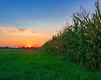 ciel du soir, champ de blé, arable, blé, soir, crépuscule, ambiance, rémanence, été, le coucher du soleil, ciel, abendstimmung, champ, rural, panorama, romance, plante, beauté dans la nature, tranquillité, paysage, terre, couleur verte, paysages - nature, herbe, scène tranquille, croissance, la nature, environnement, couleur orange, scène rurale, agriculture, personne, nuage - ciel, en plein air, Soleil, plantation, 4K, CC0, domaine public, libre de droits