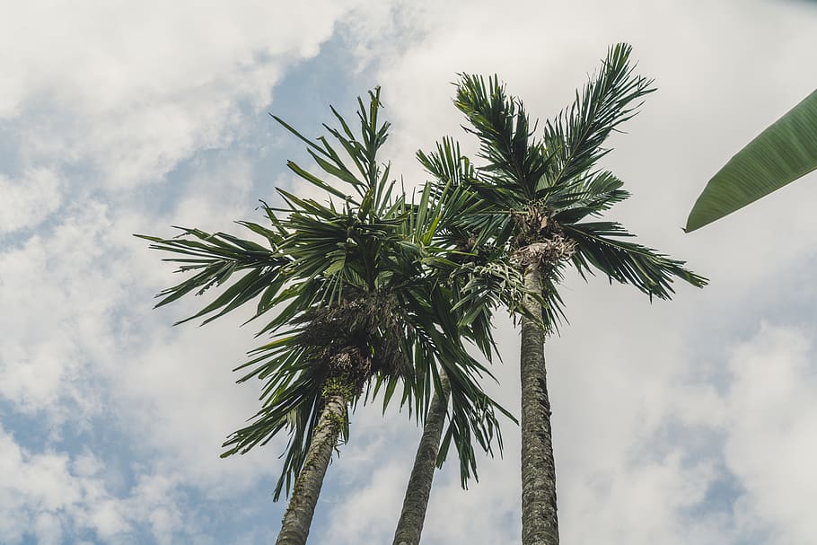 Indonesia, ubud, albero, alberi, palme, Leef, verde, all'aperto, naturale, , Noce di cocco, alzando lo sguardo, cielo, cielo blu, nuvole, sole, bali, blu, nuvola - cielo, Palma, Inquadratura dal basso, pianta, clima tropicale, crescita, natura, foglia, bellezza nella natura, nessuno, colore verde, giorno, tronco, tronco d'albero, la tranquillità, parte vegetale, foglia di palma, albero tropicale, palma da cocco, 8K