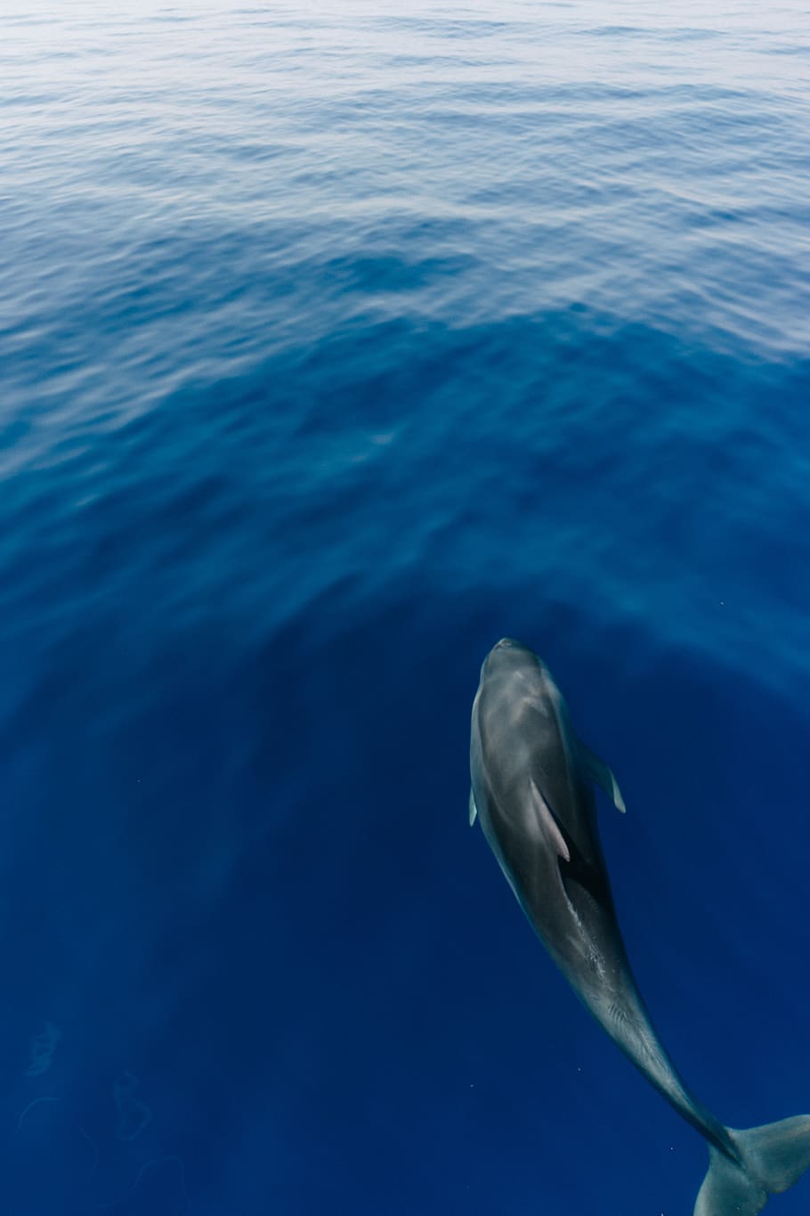 schwarzer Delphin, Delphin, Tier, Leben im Meer, Säugetier, Blau, Meer, Ozean, Wal, Textur, Natur, draußen, Wasser, Tierwelt, Tiere in freier Wildbahn, unter wasser, Tierthemen, ein Tier, Wassersäugetier, Schwimmen, keine Leute, Marine, Tag, Wirbeltier, unterseeisch, 4K
