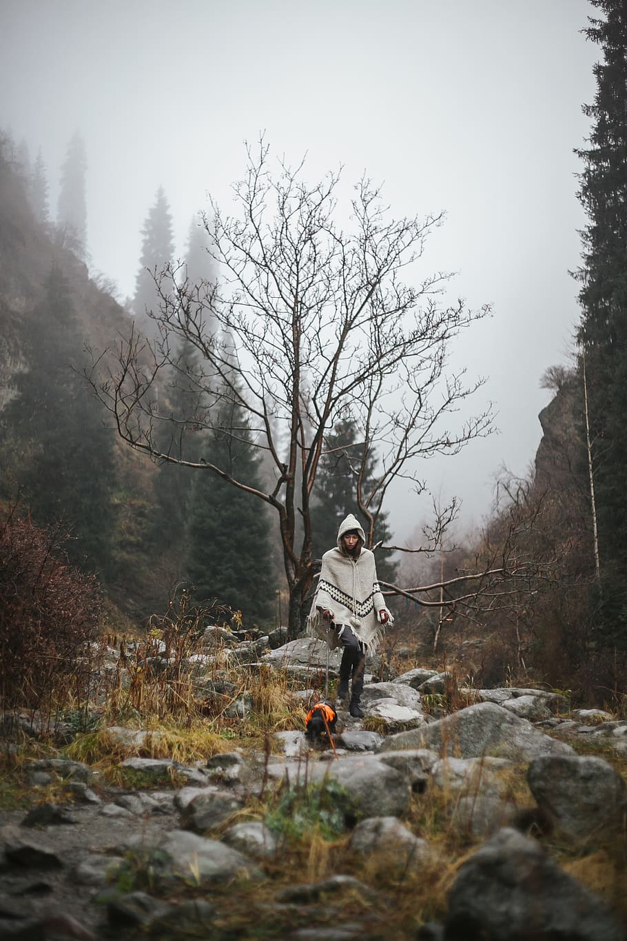 persona, blanc, cardigan n, arbre, fred, durant el dia, gos, medi ambient, boira, herba, paisatge, muntanya, roques, arbres, temps, boscos, una persona, planta, persones reals, terra, naturalesa, activitat d'oci, longitud completa, bosc, estils de vida, bellesa a la natura, dia, rock, adult jove, de peu, rock - object, sòlid, a l'aire lliure, roba calenta, 4K