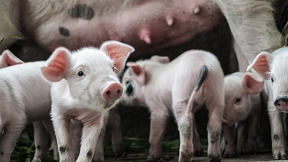 cinque maialini, mammifero, animale, maiale, pecora, cinghiale, mandria, grugno, figurina, fotografia, foto, addormentato, mangiare, cibo, orangutan, natura, odorare, cavallo, puledro, gruppo di animali, bestiame, maialino, animali domestici, temi animali, domestico, giovane animale, agricoltura, azienda agricola, in piedi, ritratto, nessuno, carina, colore rosa, gruppo medio di animali, all'aperto, fango, famiglia di animali, 5K, CC0, dominio pubblico, privo di copyright