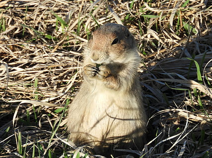 Eichhörnchen, Sitzung, Gras, Säugetier, Tier, Boden, Essen, Lebensmittel, Tierwelt, Nagetier, Wiesel, Biber, Stehen, Hase, Erdmännchen, Kröte, Amphibie, Zoo, Baumstumpf, Loch, Vogel, anthus, Tierthemen, ein Tier, Tiere in freier Wildbahn, Wirbeltier, Feld, Land, Natur, keine Leute, Tag, Pflanze, Nahansicht, draußen, suchen, Sonnenlicht, pflanzenfressend, 5K, CC0, gemeinfrei, lizenzfrei