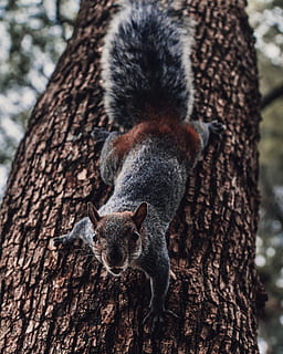 gray, squirrel, going, tree, trunk, tree trunk, animal, animals in the wild, animal themes, animal wildlife, focus on foreground, mammal, one animal, plant, no people, branch, close-up, rodent, nature, day, vertebrate, outdoors, 2K, CC0, public domain, royalty free