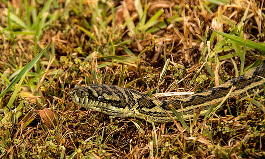 covor piton, şarpe, piton, cap, a închide, ochi, iarbă, negru, galben, model, Australia, queensland, piele, sălbatic, animale tematice, animale sălbatice, animal, târâtoare, un animal, animale în sălbăticie, animale vertebrate, nici o persoana, natură, plantă, teren, camp, zi, şopârlă, să se concentreze asupra primelor elemente, pe scara animalelor, lungime totală, otrăvitor, 2K, CC0, domeniu public, fără drepturi de autor