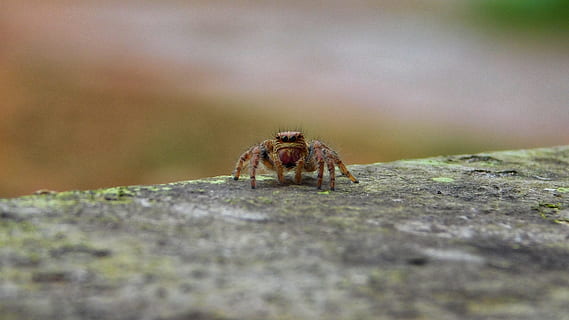 aranya, micro, macro, retrat, temes d'animals, fauna animal, animal, un animal, animals a la natura, enfocament selectiu, primer pla, aràcnids, dia, invertebrat, artròpode, cap gent, naturalesa, a l'aire lliure, sòlid, insecte, rock, crustaci, zoologia, marí, ull d’animals, 2K, CC0, domini públic, lliure de regalies