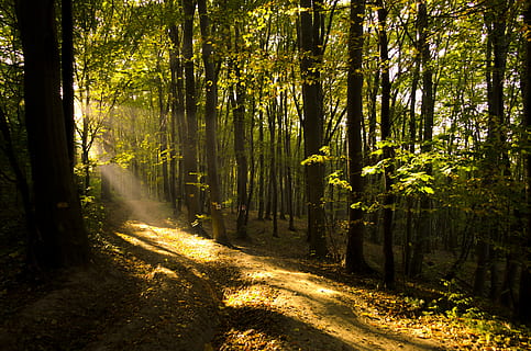 Waldbäume, tagsüber, Sonnenlicht, Baum, Natur, Pflanze, Blätter, draußen, Pfad, Blatt, Wald, Tierwelt, Sonne, Schatten, Bäume, Strahlen, Gelb, Landschaft, Boden, Fackel, Licht, Land, Ruhe, Schönheit in der Natur, Kofferraum, Baumstamm, Wachstum, ruhige Szene, Nicht-städtische Szene, Szenen - Natur, Tag, keine Leute, Richtung, idyllisch, Bambuspflanze, Weg, von Bäumen gesäumt, 4K, CC0, gemeinfrei, lizenzfrei