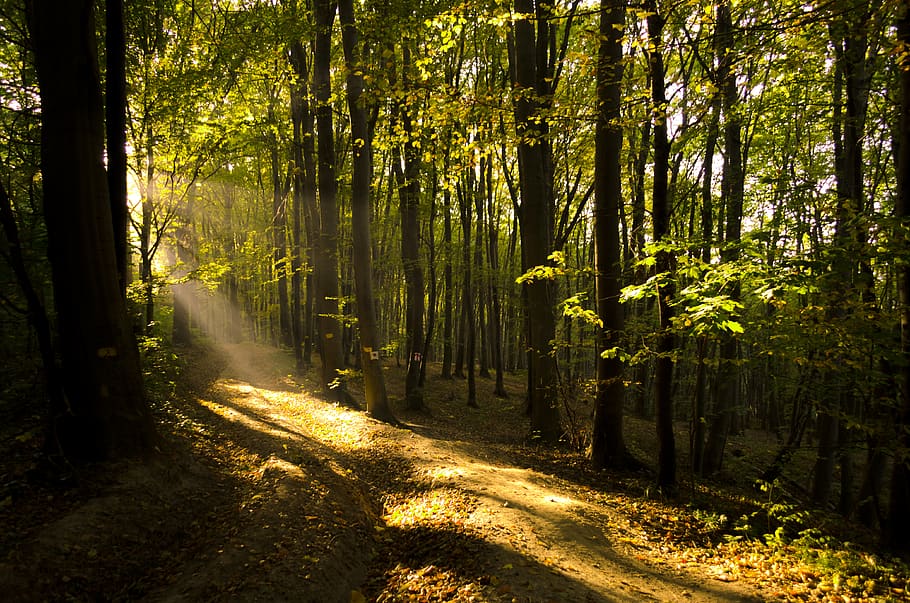 Waldbäume, tagsüber, Sonnenlicht, Baum, Natur, Pflanze, Blätter, draußen, Pfad, Blatt, Wald, Tierwelt, Sonne, Schatten, Bäume, Strahlen, Gelb, Landschaft, Boden, Fackel, Licht, Land, Ruhe, Schönheit in der Natur, Kofferraum, Baumstamm, Wachstum, ruhige Szene, Nicht-städtische Szene, Szenen - Natur, Tag, keine Leute, Richtung, idyllisch, Bambuspflanze, Weg, von Bäumen gesäumt, 4K