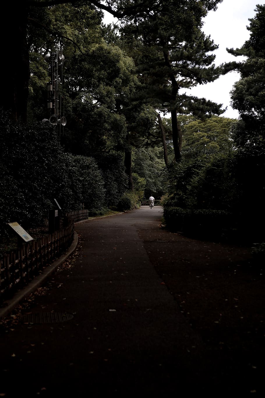 concret, arbres, Camí, carretera, vorera, passarel·la, paviment, bosc, carrer, els jardins de l'est del palau imperial, Japó, chiyoda, Carretera bruta, grava, planta, parc, ruta, cobert, conífera, arbre, flora, direcció, transport, el camí a seguir, naturalesa, creixement, cap gent, a l'aire lliure, ciutat, perspectiva decreixent, dia, manera de transport, sendera, cel, signe, 5K