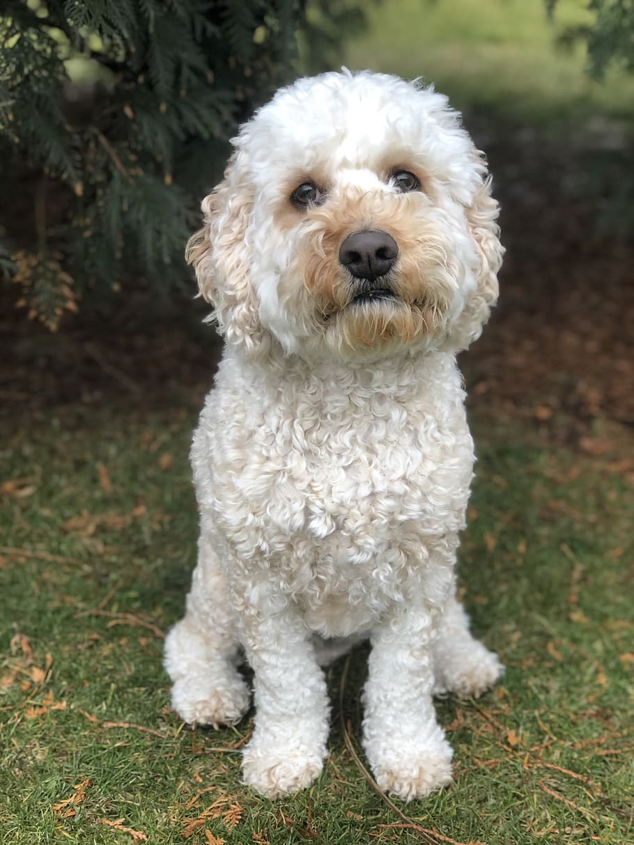 gos, pi, verd, arbre, naturalesa, herba, cockapoo, mascota, cadell, cabell, pell, retrat, animal, nacional, caní, un animal, temes d'animals, mascotes, animals domèstics, mamífer, mirant la càmera, vertebrats, cap gent, dia, Color blanc, camp, terra, centrar-se en primer pla, planta, 4K