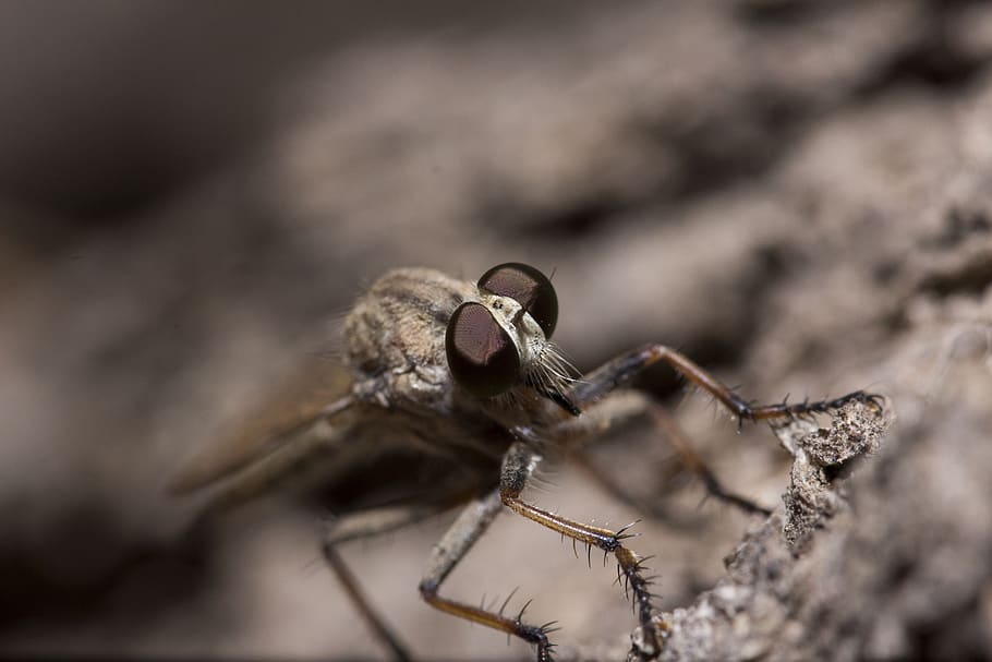 macro, mosca del ladro, avvicinamento, temi animali, animale, un animale, fauna selvatica, animali allo stato selvatico, invertebrato, insetto, nessuno, parte del corpo animale, messa a fuoco selettiva, natura, occhio, giorno, all'aperto, artropodo, primo piano estremo, gamba animale, zoologia, occhio animale, velenoso, 5K