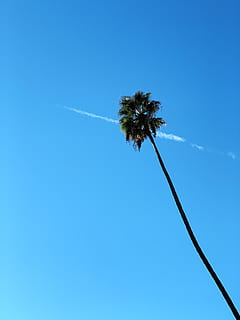 pohon hijau, pohon palem, pohon, menanam, arecaceae, musim panas, tropis, cahaya, suar, daun, bayangan hitam, di luar rumah, langit, alam, bunga, mekar, dewa asmara, parasut, sinar matahari, Taman Hiburan, kincir ria, biru, tampilan sudut rendah, iklim tropis, pertumbuhan, langit cerah, keindahan di alam, menyalin ruang, tidak ada orang, hari, batang pohon, bagasi, ketenangan, panjang tinggi, pohon kelapa, pohon tropis, 4K, CC0, domain publik, bebas royalti