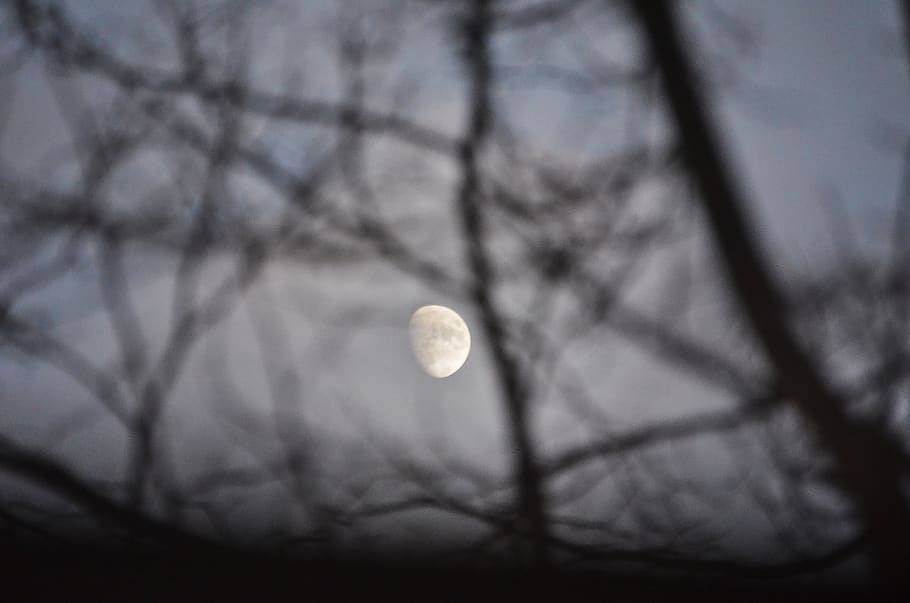 Germania, leipzig, Luna, albero, notte, cielo, Luna piena, bellezza nella natura, astronomia, pianta, ramo, natura, la tranquillità, nessuno, spazio, scenics - natura, Inquadratura dal basso, albero nudo, scena tranquilla, all'aperto, luna planetaria, buio, chiaro di luna, eclisse, 4K