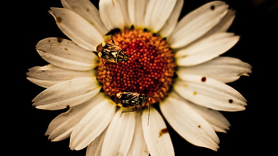 dos, mosques, blanc, flors de margarida, abelles, flor, planta amb flors, pètal, frescor, cap de flor, vulnerabilitat, fragilitat, bellesa a la natura, primer pla, planta, pol·len, inflorescència, creixement, fons negre, naturalesa, invertebrat, temes d'animals, animal, cap gent, polinització, a l'aire lliure, 1080P, CC0, domini públic, lliure de regalies