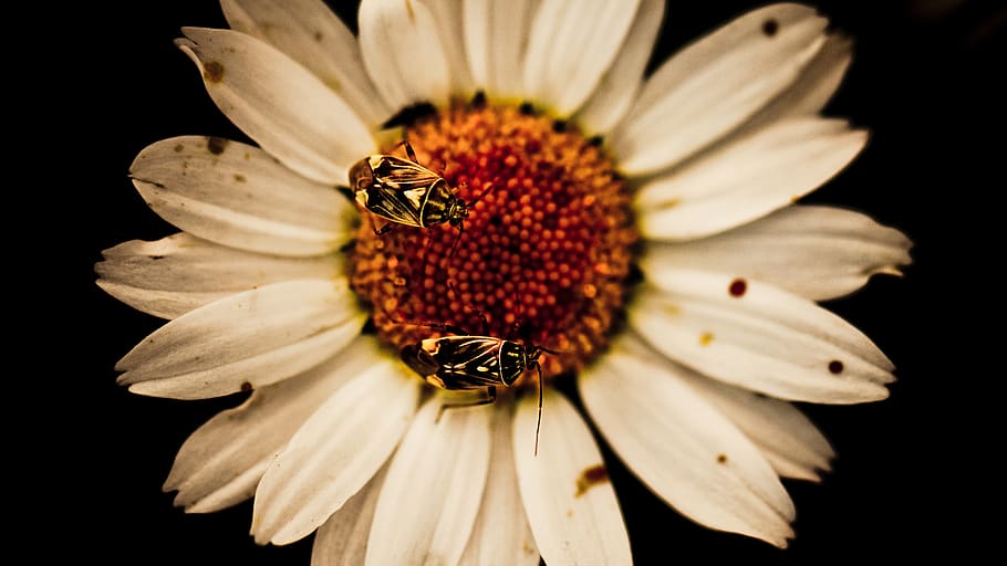 dos, mosques, blanc, flors de margarida, abelles, flor, planta amb flors, pètal, frescor, cap de flor, vulnerabilitat, fragilitat, bellesa a la natura, primer pla, planta, pol·len, inflorescència, creixement, fons negre, naturalesa, invertebrat, temes d'animals, animal, cap gent, polinització, a l'aire lliure, 1080P