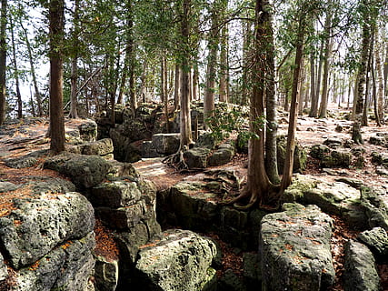 Skov, klipper, grøn, forår, træ, plante, jord, ro, solid, skønhed i naturen, vækst, klippe, bagagerum, træstamme, rock-objekt, ikke-urbane scene, natur, rolig scene, scenics - natur, dag, ingen mennesker, udendørs, strøm - rindende vand, flydende vand, 4K, CC0, offentligt domæne, royaltyfrie
