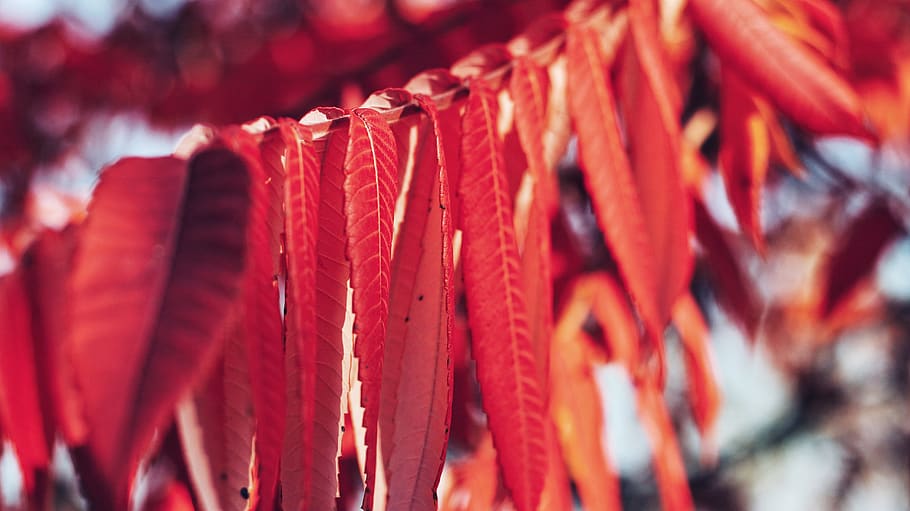 foglie lineari arancioni, aloe, flora, pianta, fiore, antera, fiorire, garofano, luce, plasma, croco, sospeso, rosso, avvicinamento, nessuno, messa a fuoco selettiva, concentrarsi sulle conoscenze acquisite, giorno, foglia, parte vegetale, natura, Al dettaglio, modello, cibo e bevande, cibo, di fila, all'aperto, luce del sole, 5K