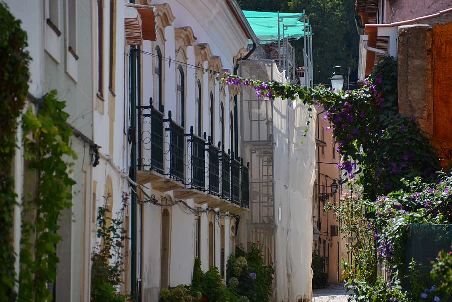 camí, edificis de formigó, planta, gerro, flora, ceràmica, planta en test, jar, prendre, edifici, carrer, vinya, portugal, ciutat, carreró, poble, planta d’escalada, planta penjant, heura, camí de tornada, balcó, arquitectura, exterior de l'edifici, estructura construïda, cap gent, dia, barri residencial, naturalesa, planta amb flors, flor, a l'aire lliure, casa, finestra, creixement, columna arquitectònica, en fila, llum solar, seguretat, 4K