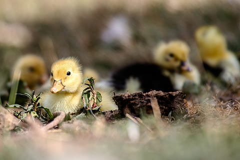 weiße Enten, Vogel, junger Vogel, Tierthemen, Tier, Jungtier, selektiver Fokus, Gelb, Wirbeltier, Küken, keine Leute, Tierwelt, Entlein, Natur, Tiere in freier Wildbahn, Nahansicht, Pflanze, Anfänge, Gruppe von Tieren, Tag, Hühnchen - Vogel, Tierfamilie, Gänschen, 4K, CC0, gemeinfrei, lizenzfrei