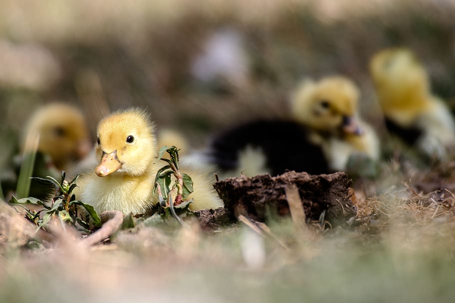 weiße Enten, Vogel, junger Vogel, Tierthemen, Tier, Jungtier, selektiver Fokus, Gelb, Wirbeltier, Küken, keine Leute, Tierwelt, Entlein, Natur, Tiere in freier Wildbahn, Nahansicht, Pflanze, Anfänge, Gruppe von Tieren, Tag, Hühnchen - Vogel, Tierfamilie, Gänschen, 4K